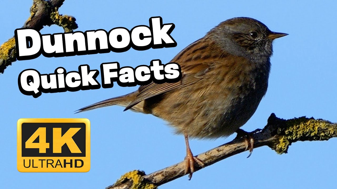 A bird of scientific interest  - The Dunnock (aka Hedge Sparrow)