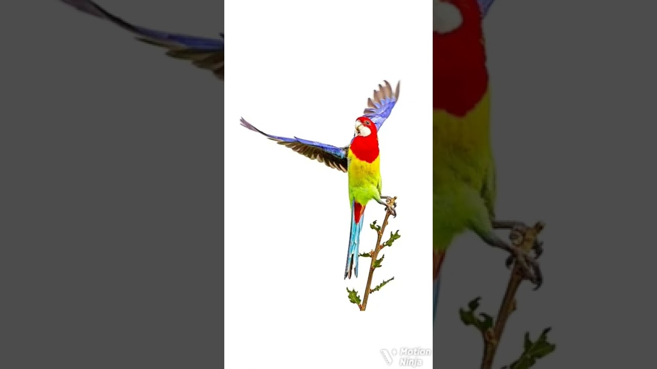 ⭐️Conhe&ccedil;a a Roselas🦜