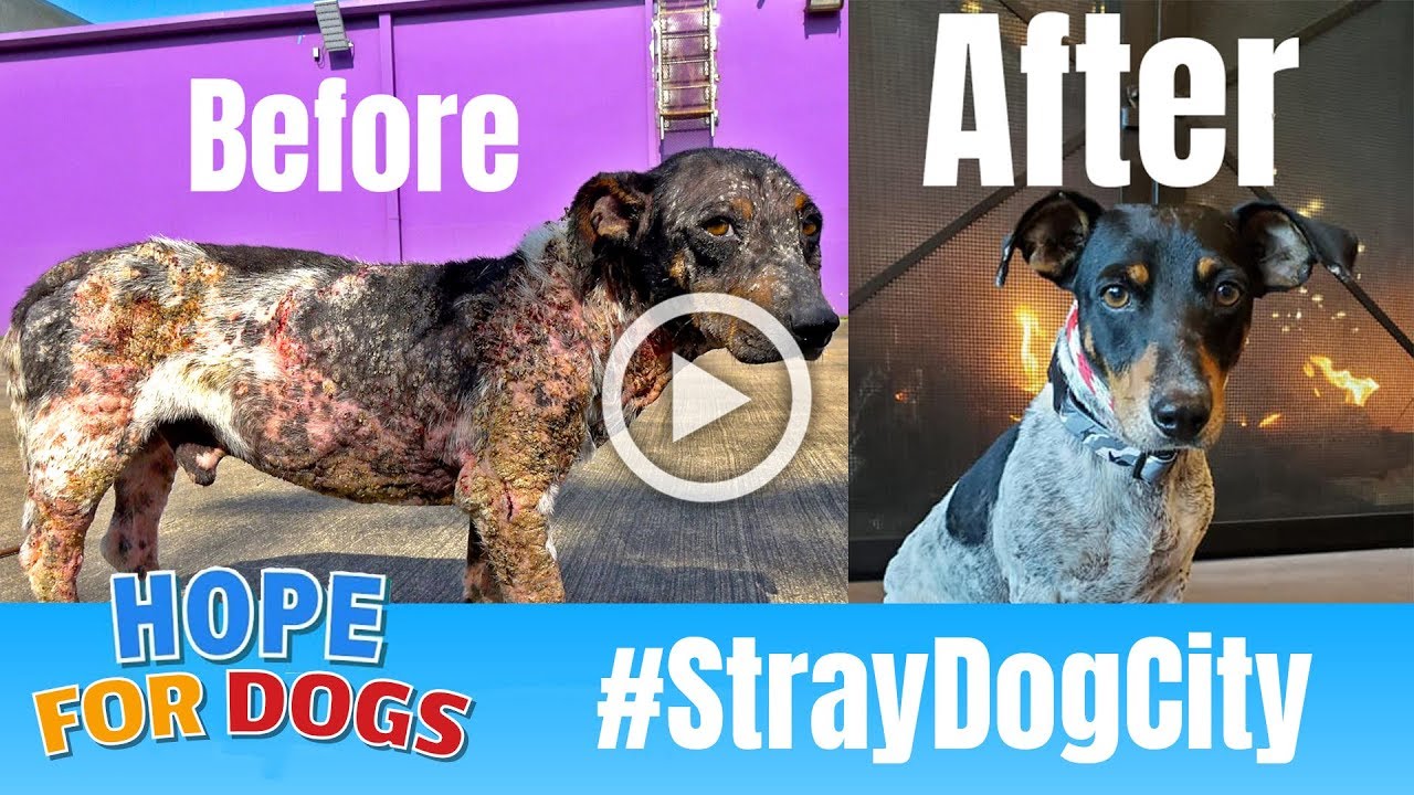 Hope Rescues Mangy Dog And You Wont Believe How He Looks Today #StrayDogCity