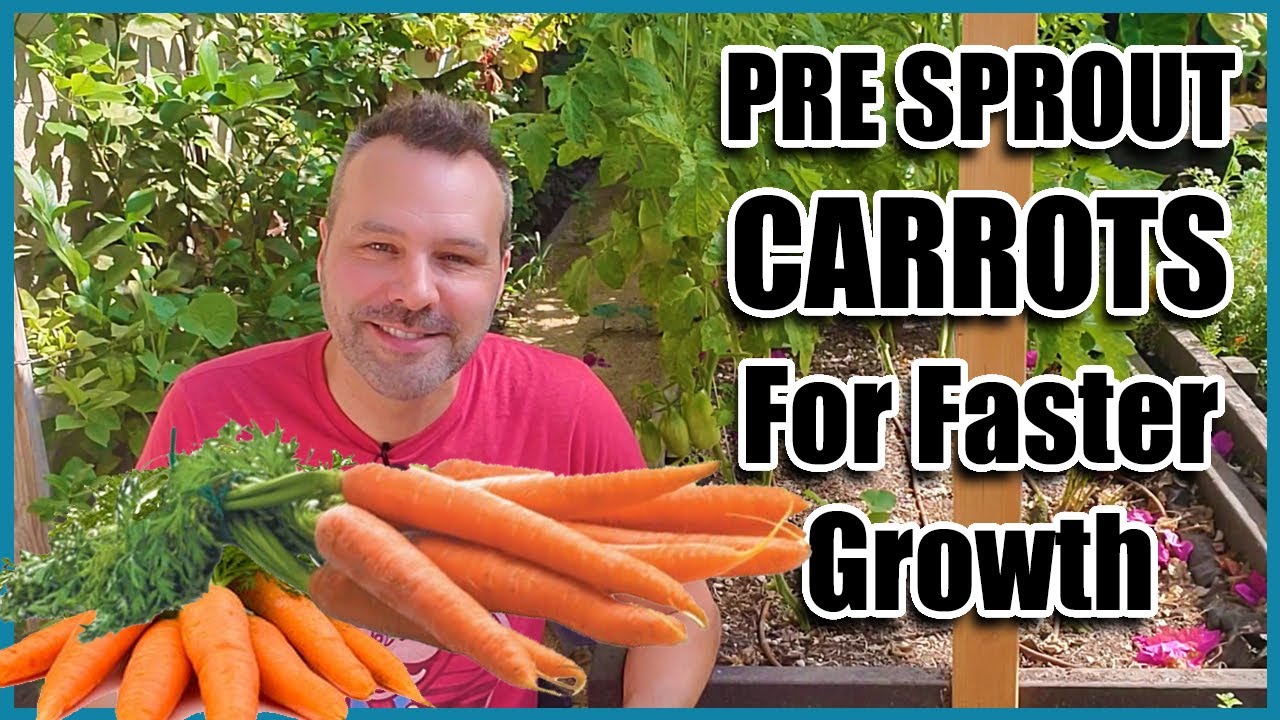 How to Grow Carrots! Best way to Pre sprout Carrot Seeds.