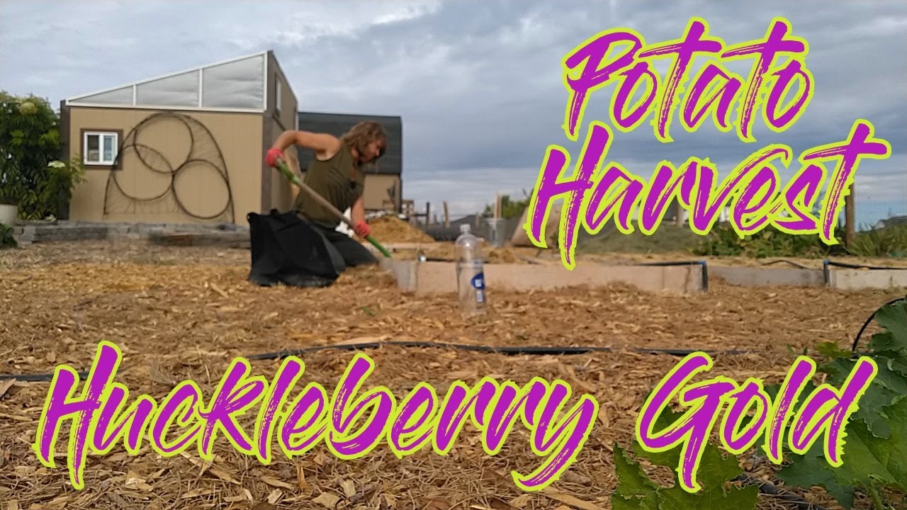 Final harvest of Huckleberry Gold potatoes