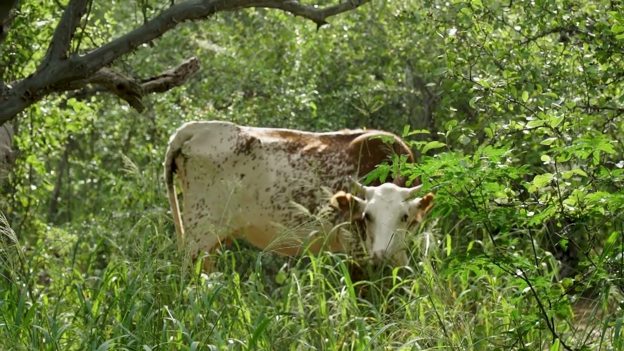 Pastura Bajo el Bosque Deschampado 2023
