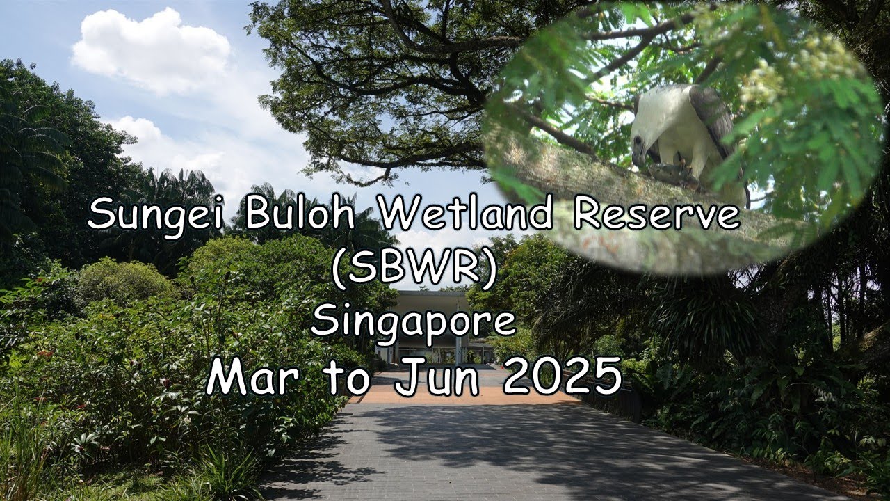 Sungei Buloh Wetland Reserve-Uncommon wildlife & behaviour- 3 lucky days. Mar-Jun 2025.