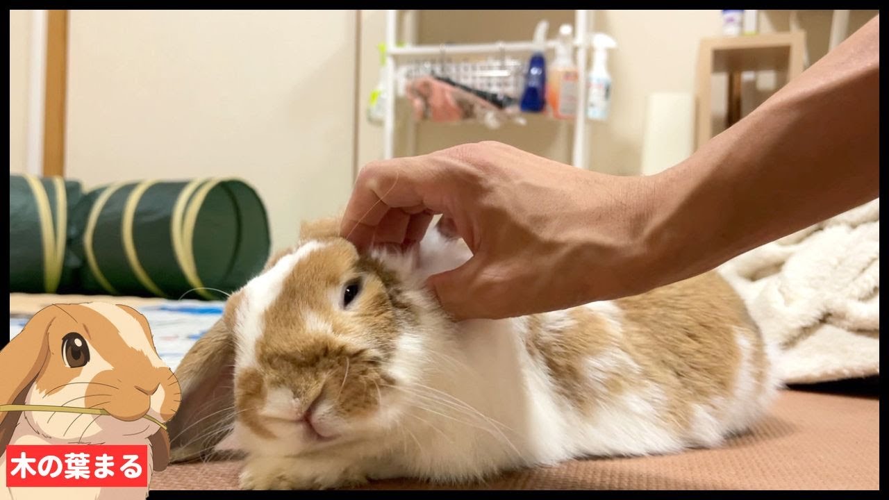 【電池切れ】幸せすぎて、帰るのを忘れて力尽きたヤツが可愛すぎた