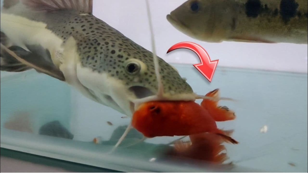 redtail catfish feeding time | live feeding predatory fish , monster tank fish