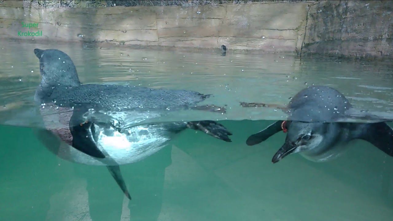 Zoo Duisburg 2018