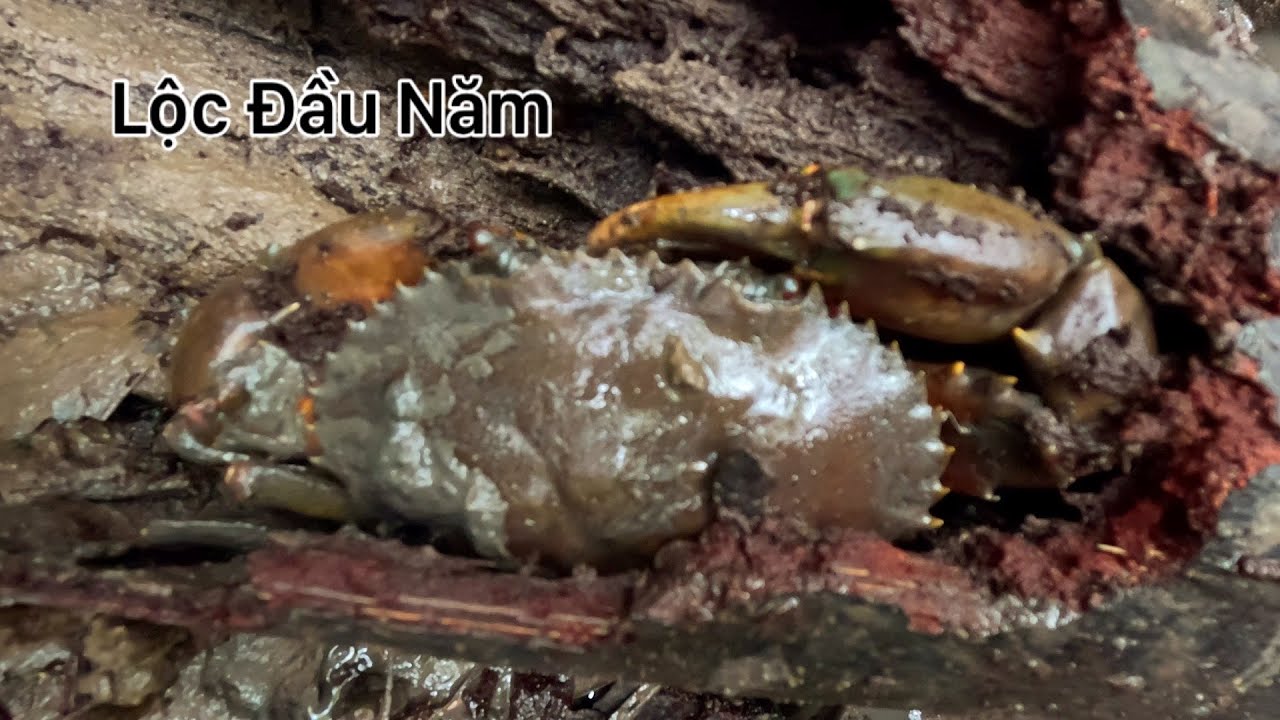 Đầu Năm Vào Rừng Bắt Cua Trúng Mánh Lớn