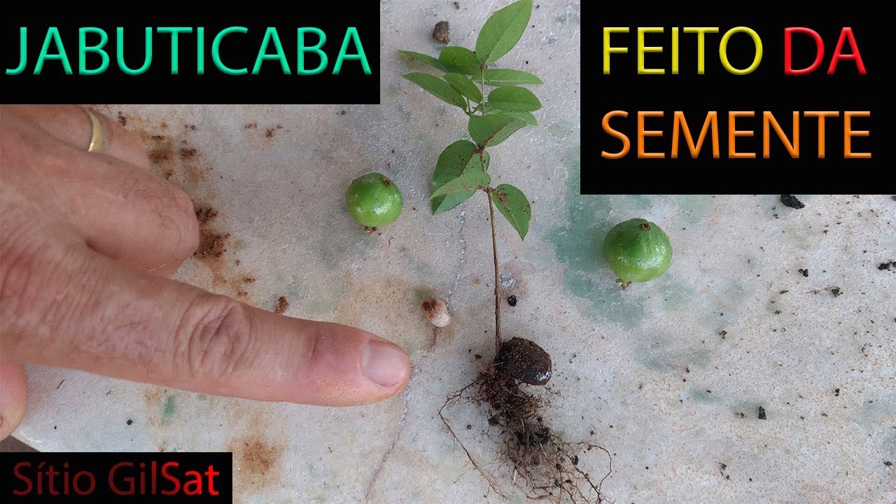 MUDA DE JABUTICABA FEITA DA SEMENTE Sítio GilSat