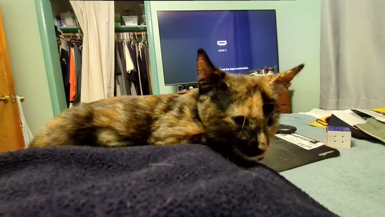 Kittens Grow Up So Fast. Part 4: Tiny Monarch Naps on Me