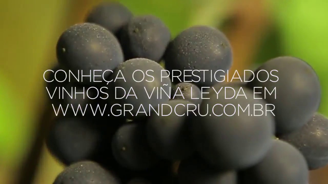 Sommelier Massimo Leoncini - Viña Leyda