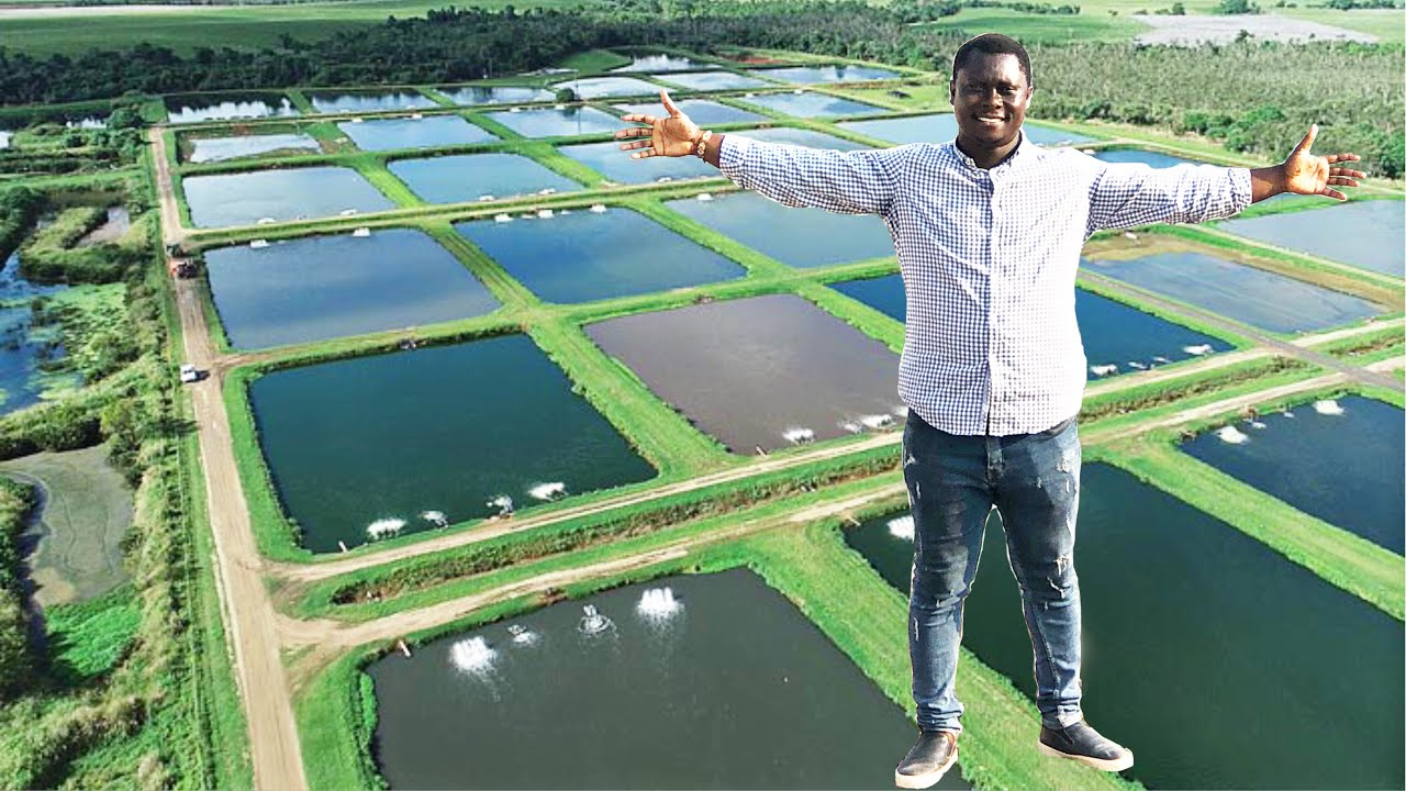 Biggest catfish farm in Ghana, West Africa | 150000 catfish farm| Largest Earthen pond in Ghana