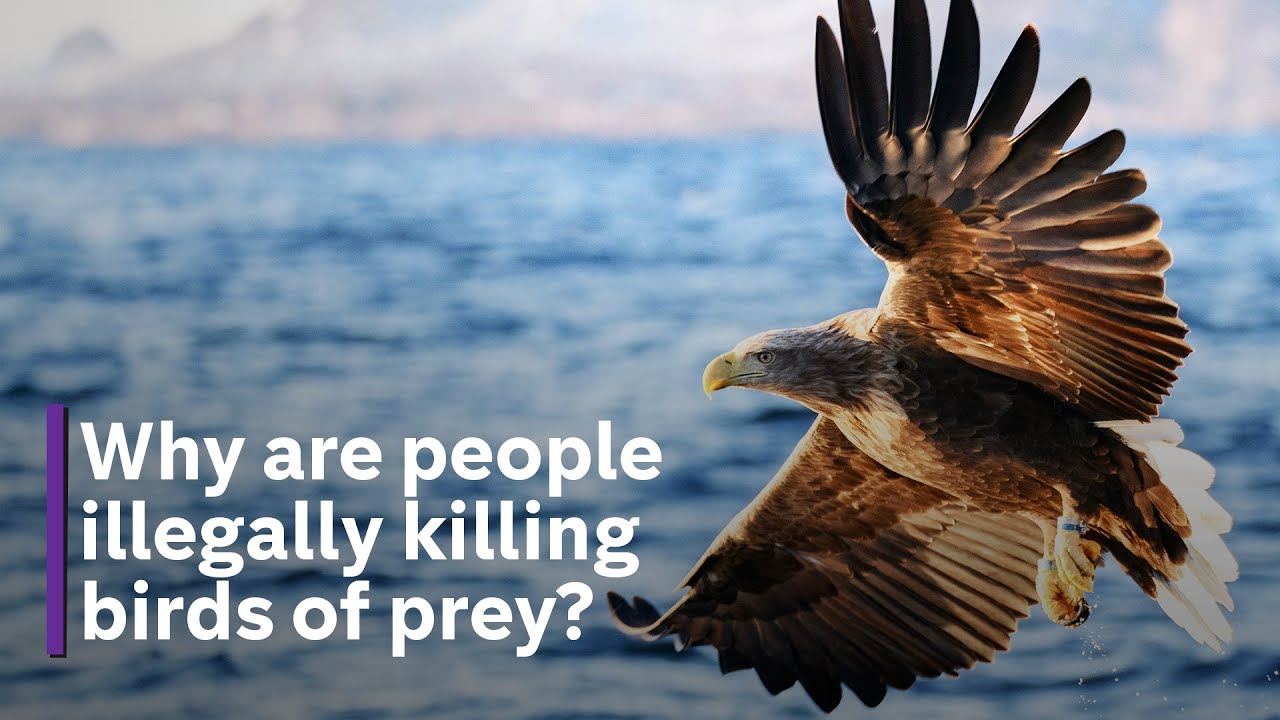 RSPB: Two-thirds of confirmed illegal killings of birds of prey last year linked to shooting estates