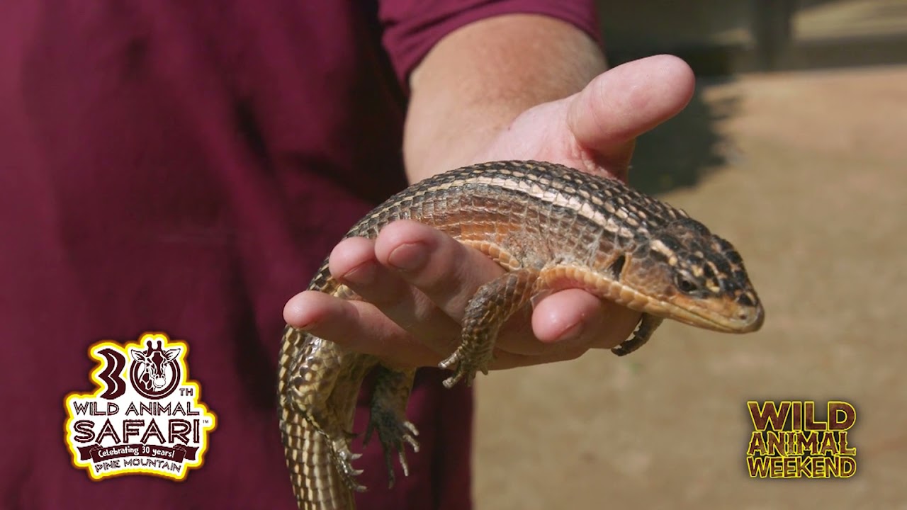 Wild Animal Weekend- Plated Lizard