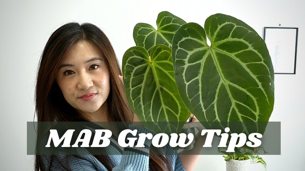MAB Grow: What is it, How I use it, Plants I grow in it and some tips