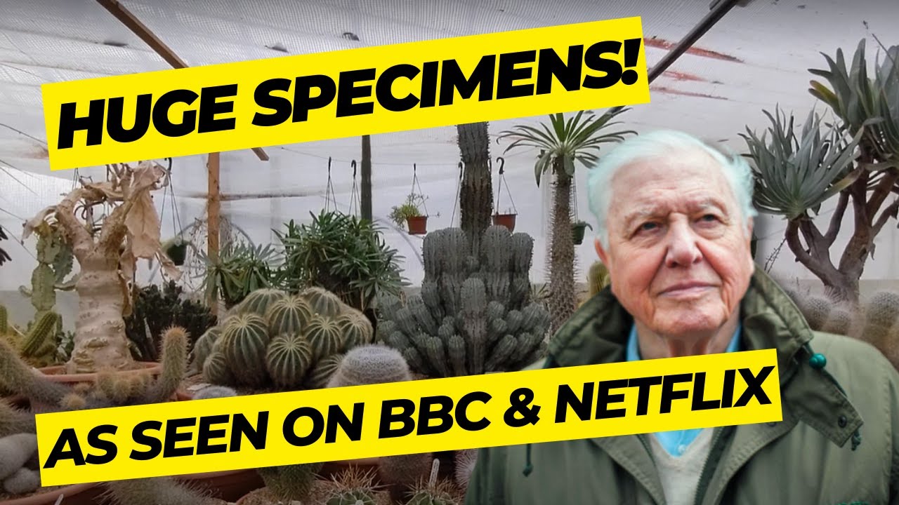 This UK cactus nursery has some insane mature specimens!
