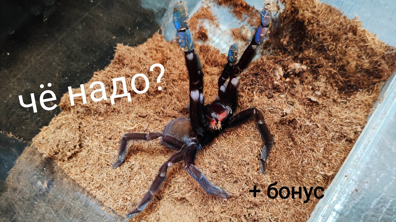 Phormingochilus arboricola (ex. Lampropelma sp 