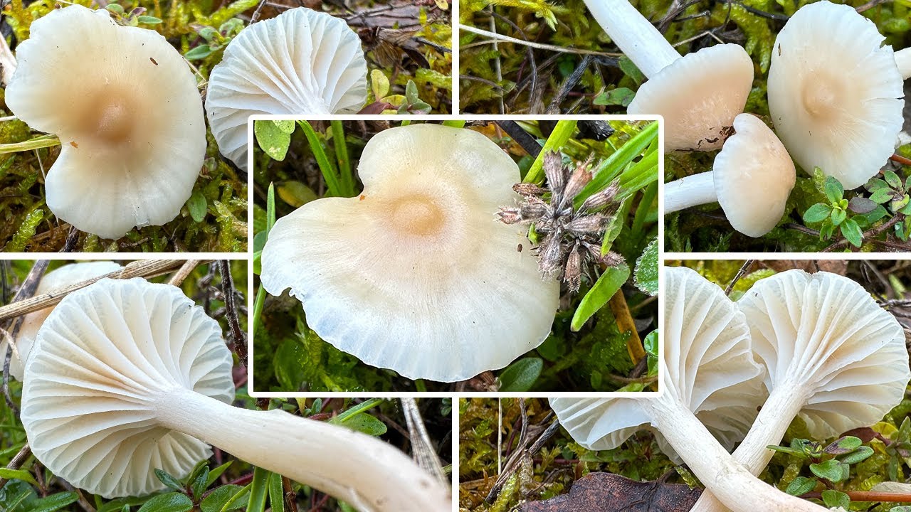 Jungfernellerling Verwechslung | Glasigwei&szlig;er Wiesenellerling, Cuphophyllus virgineus