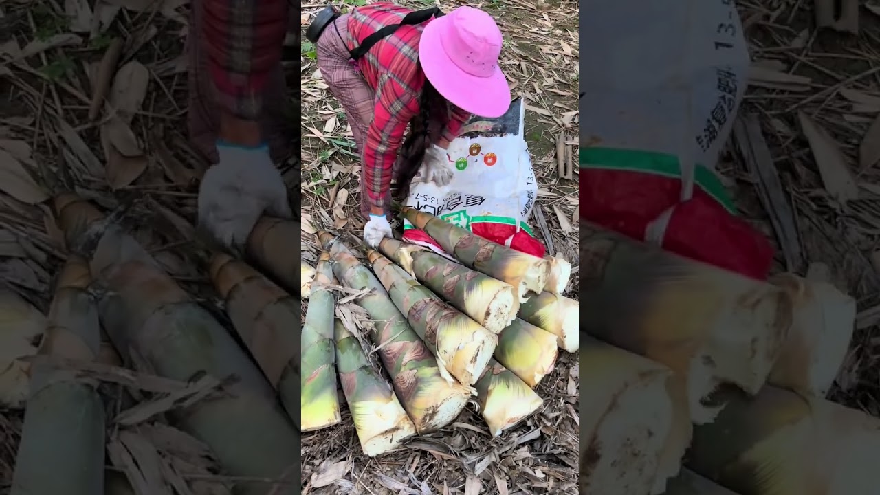 Super Large Bamboo Shoots Harvested Family Exhausted #bambooshoot #family #rurallife