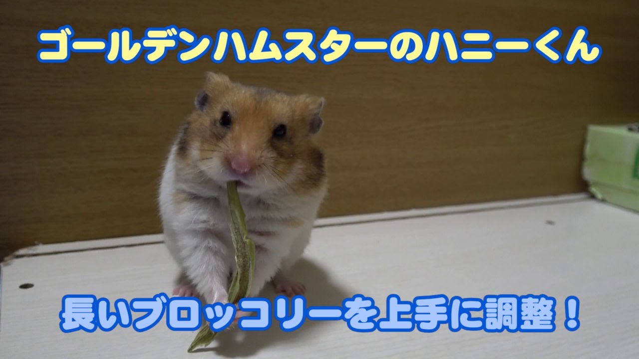 【ゴールデンハムスターのハニーくん】374 長いブロッコリーを上手に調整！頬袋にインが可愛すぎる🐹🥦
