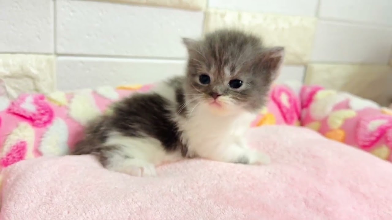 コモ×タイガーから生まれたミヌエットの長足ちゃん❤︎⑥