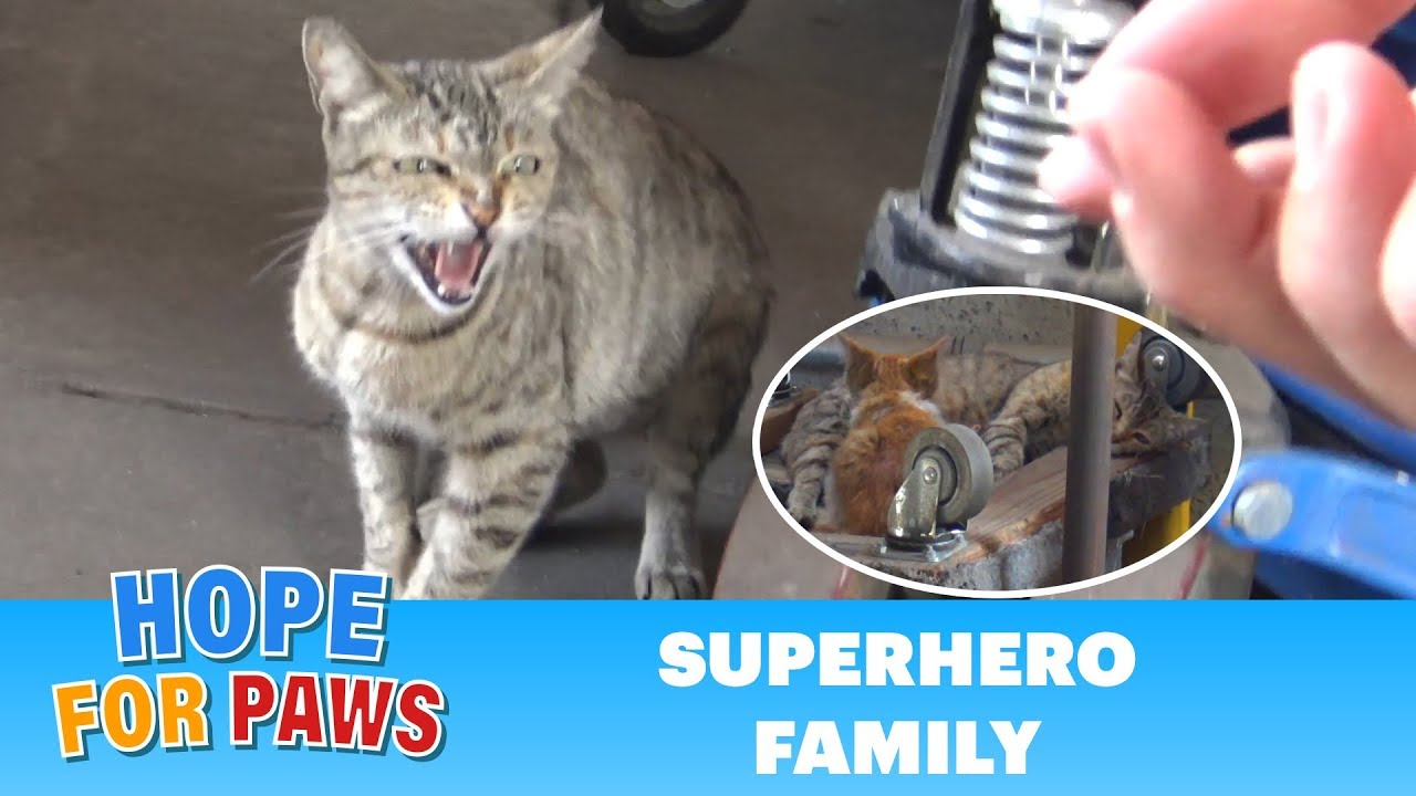Superhero mom tells me to BACK OFF!!! (But her kittens were so cute). #cats