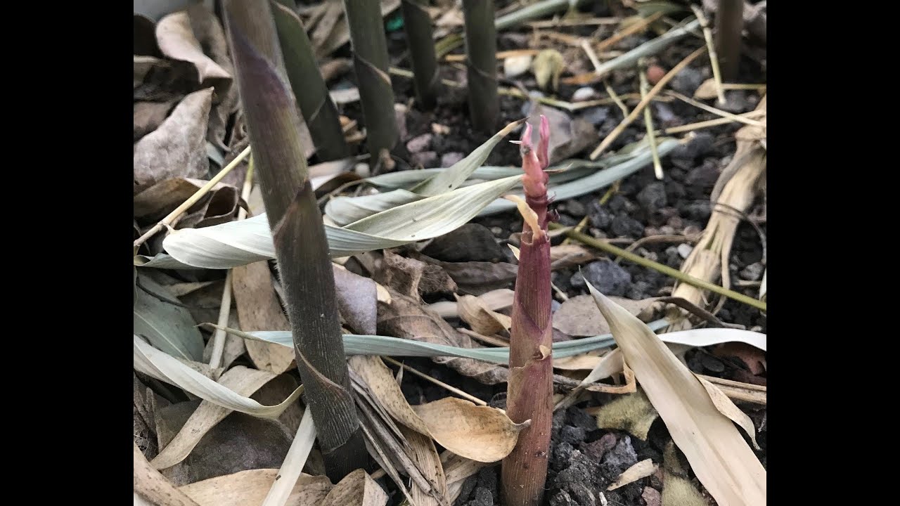 Phyllostachys parvifolia Riesen-Goldbambus extremer Neuaustrieb im April