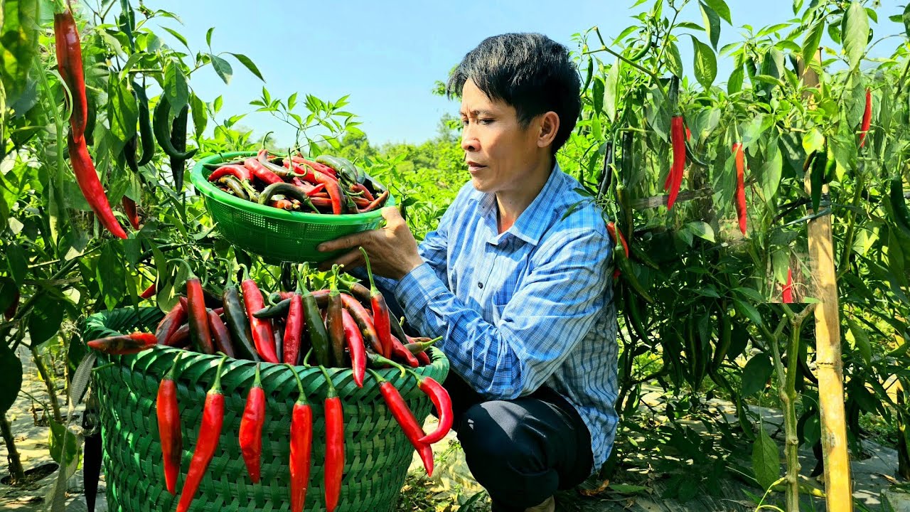 Harvesting Chili Garden Goes To The Market Sell - Cooking - Solo Survival