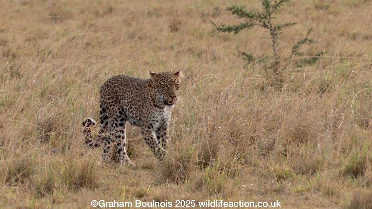 Female leopard wanders through the long grass on a windy afternoon