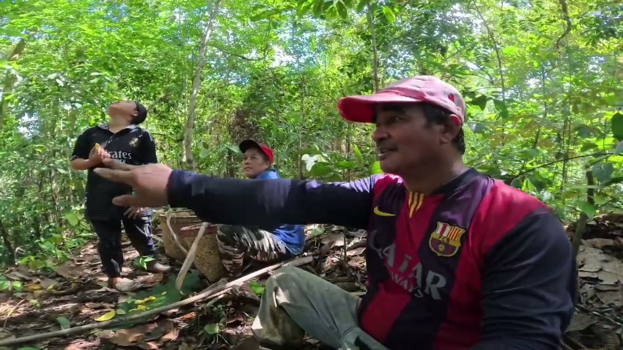 Masuk Hutan Ambil Buah Mawang Nasip Masih Ada Banyak Jatuh Sudah