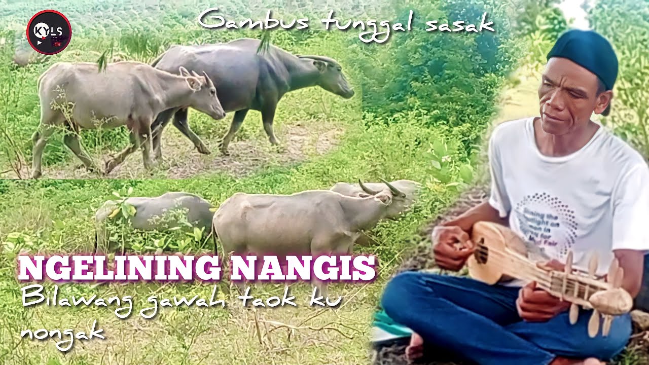 🥎NGELINING NANGIS BILANG GAWAH TAOK NONGAK VERSI GAMBUS TUNGGAL SASAK TERBARU 2023