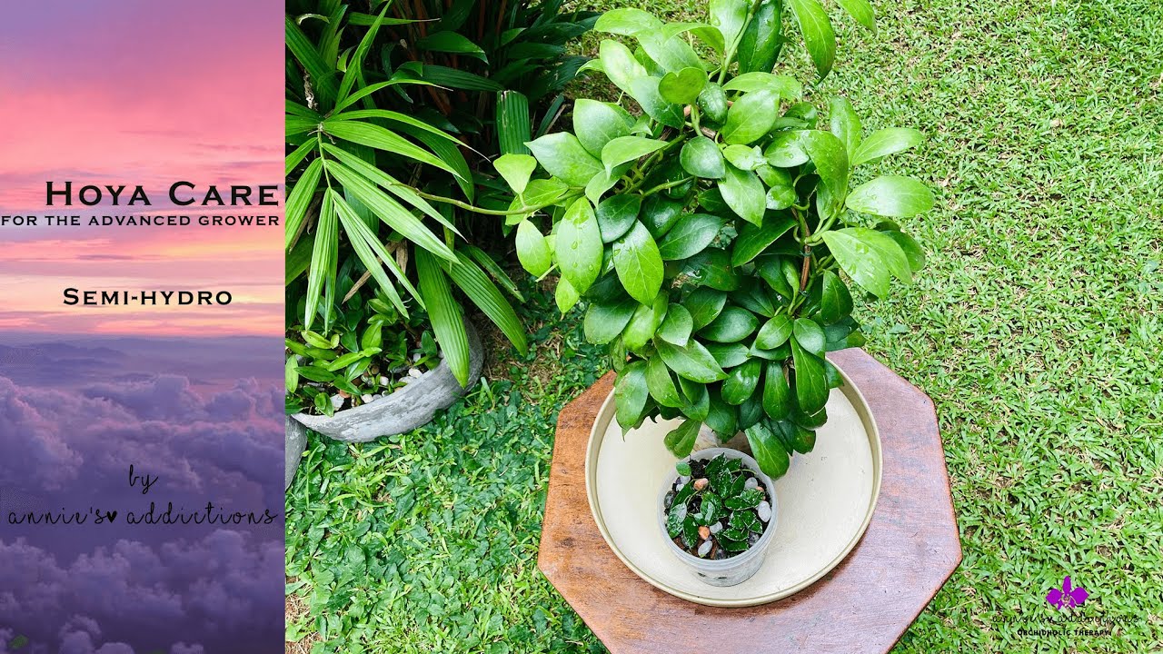 Hoya care for the advanced grower | Semi-hydro