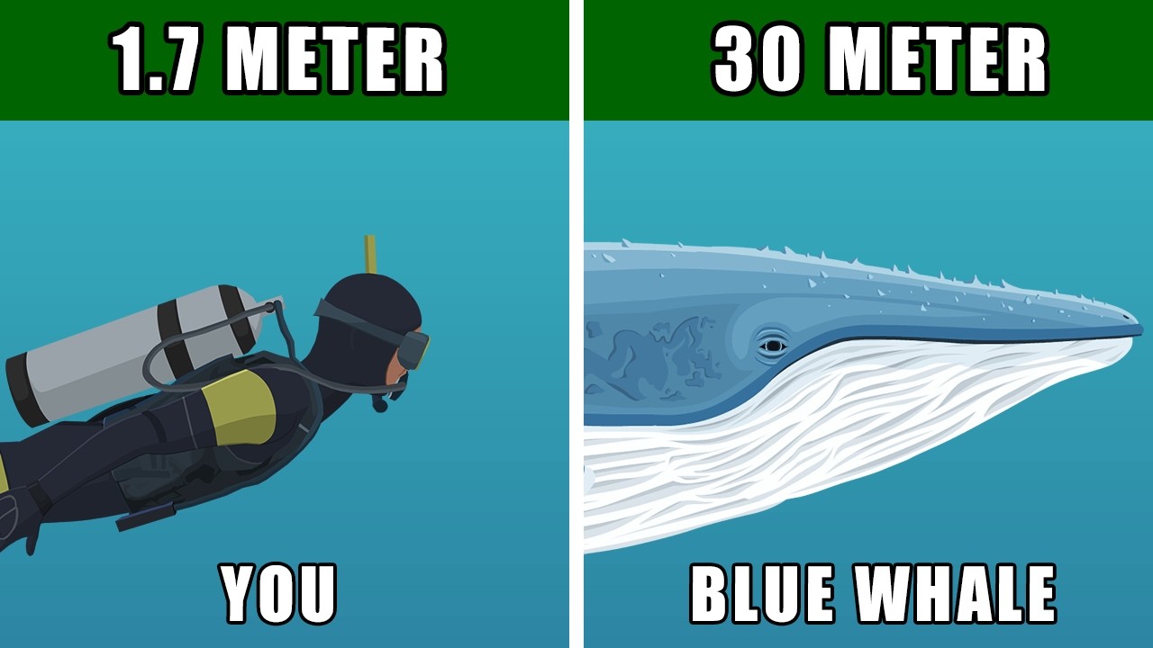 Blue Whale Analysis - Compared To Human