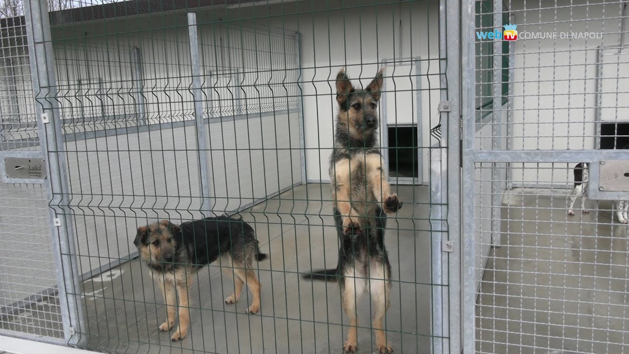 Apre il centro comunale di accoglienza cani