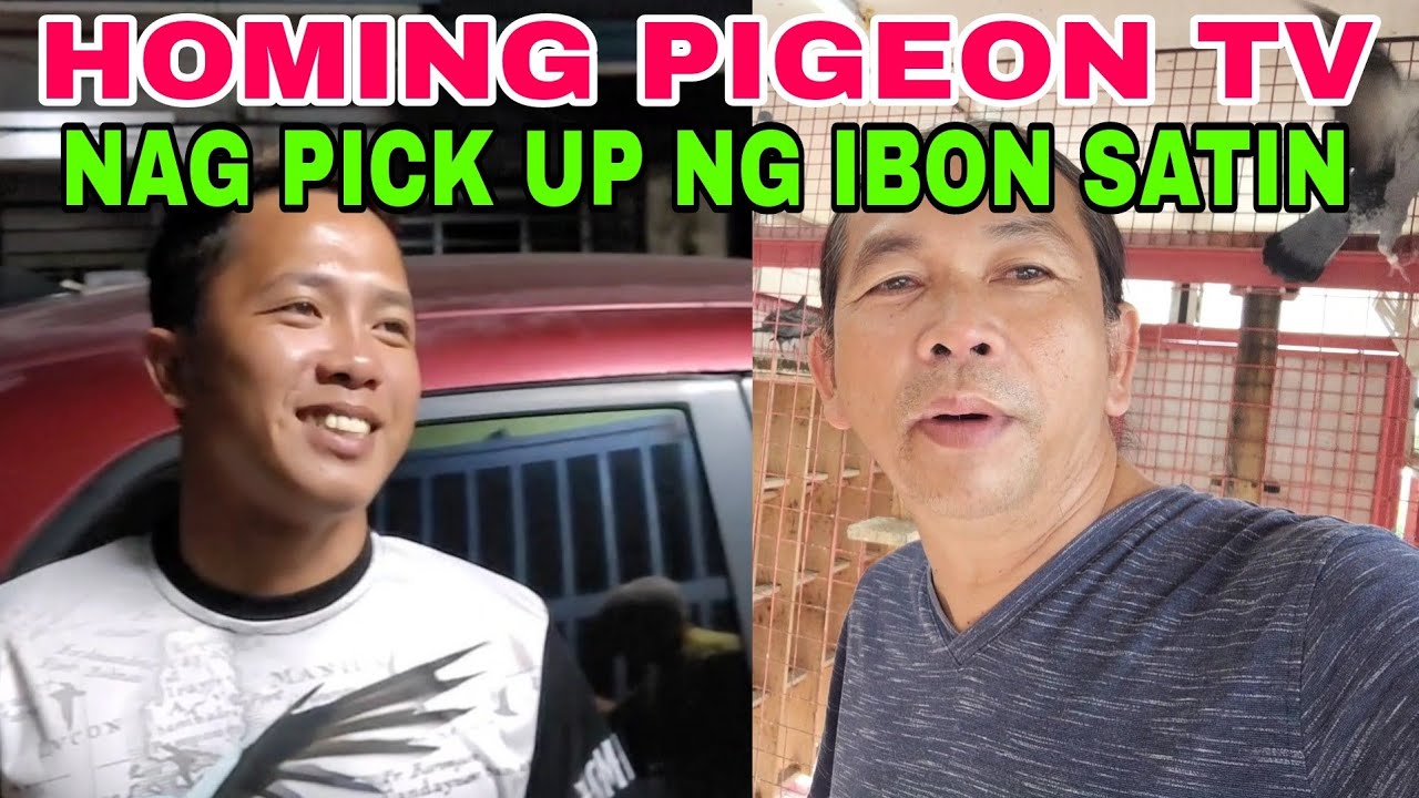 HOMING PIGEON TV NAG PICK UP NG IBON SATIN / NAKABALIK SIR GRIZZLE AFTER 30 MINUTES #benchsison