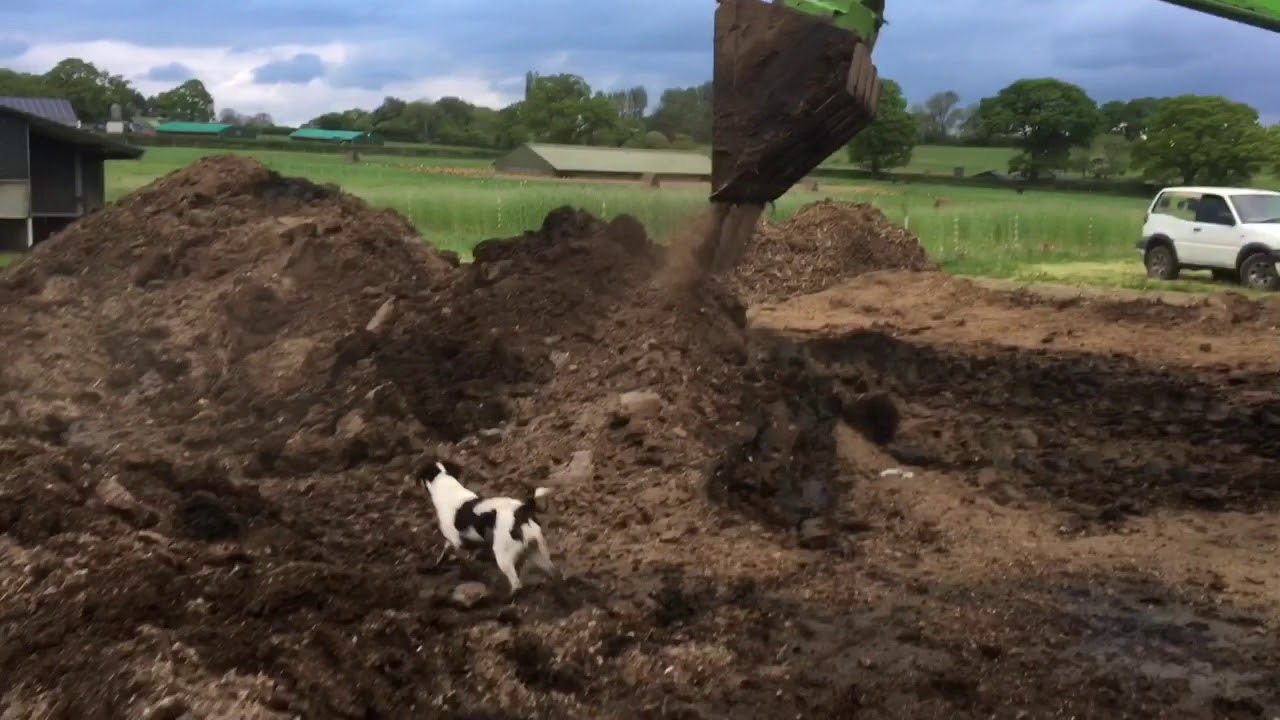 Ratting with dogs