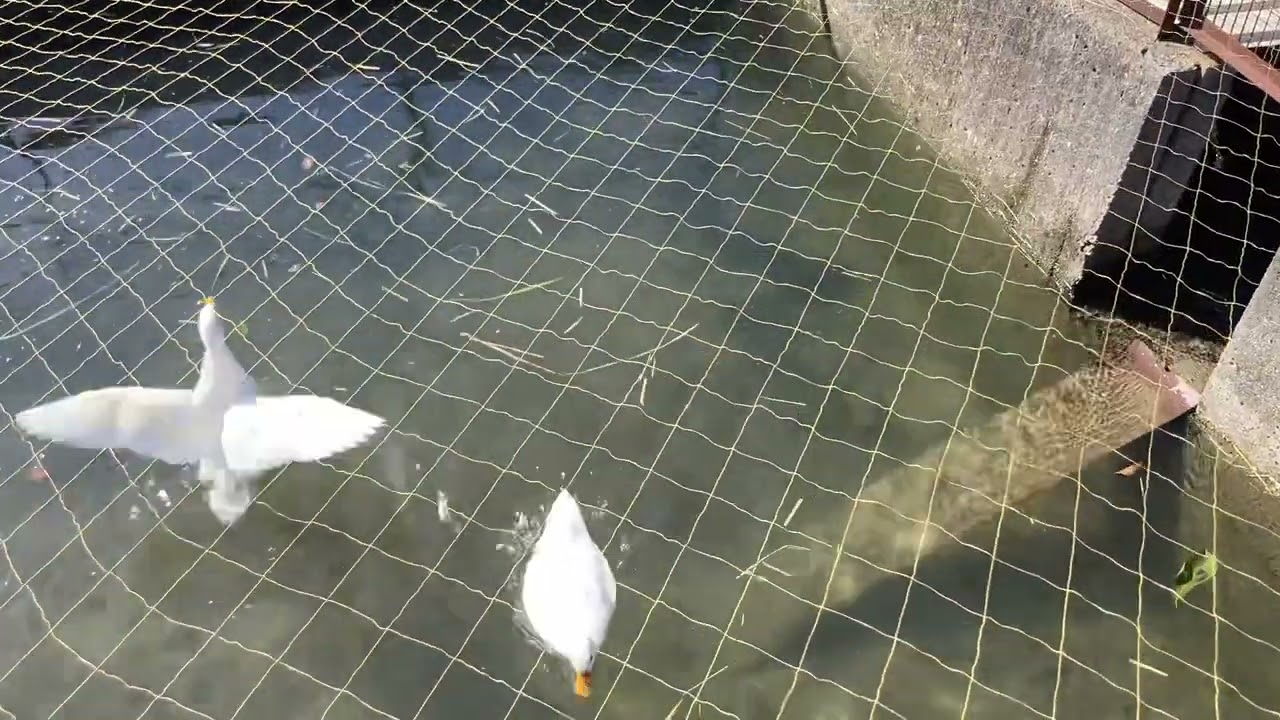 コールダックのMayちゃんとAuちゃん