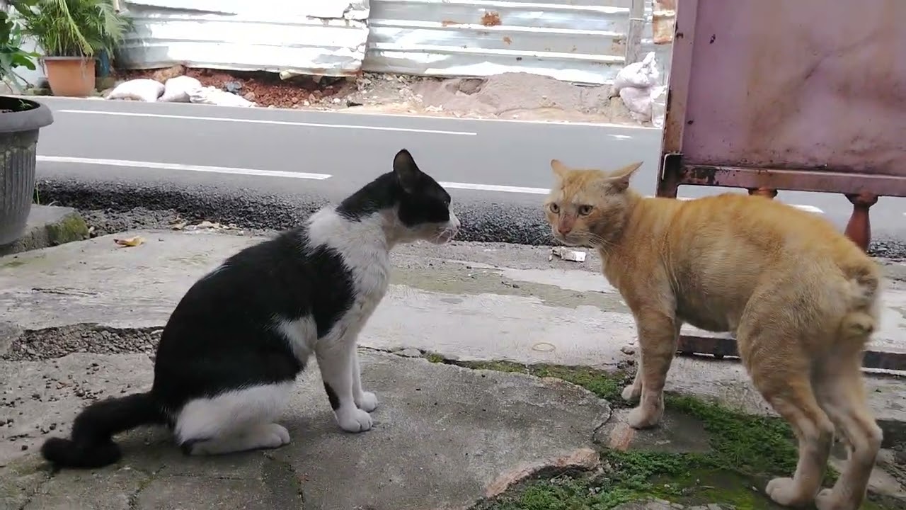 Yanto vs hi### 