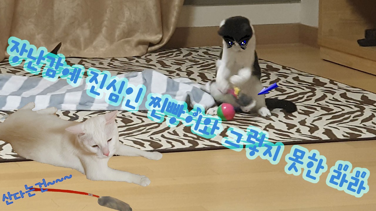 아기고양이의 장난감 놀이
