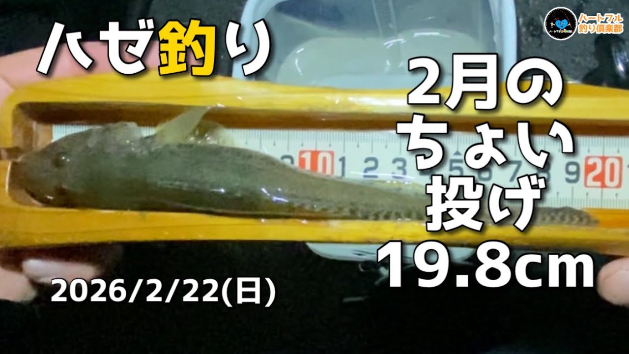 【ハゼ釣り】2月のちょい投げ19.8cm2026年2月22日