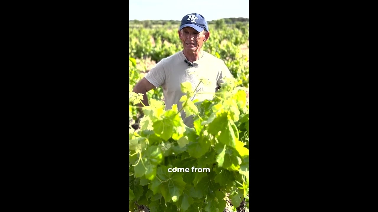 Tradition and Effort in the Vineyards of Las Calzadas