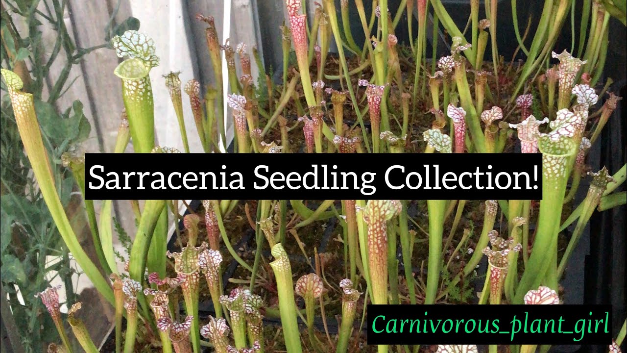 Sarracenia Seedling Collection | Seed Grown Plants and Progress