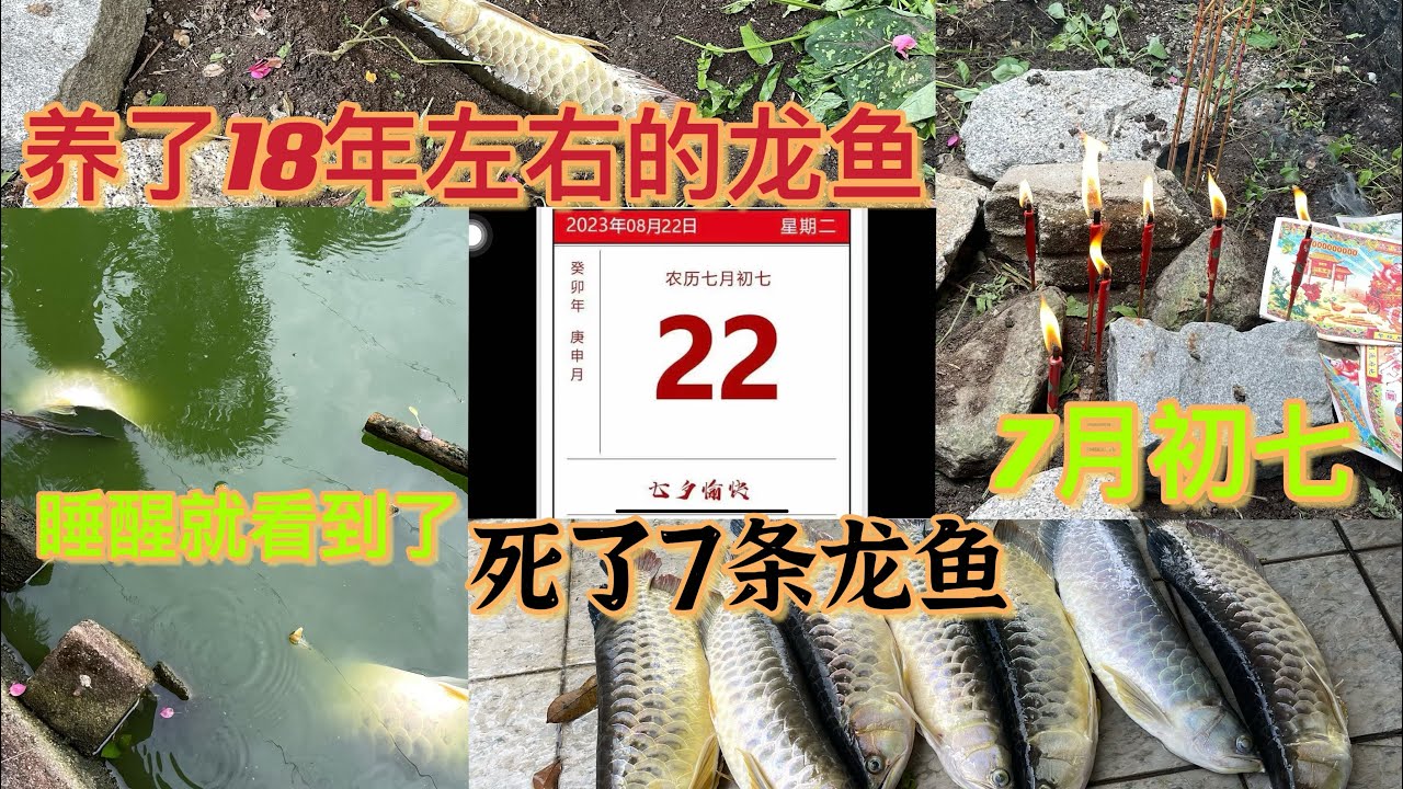睡醒就看到龙鱼出问题了，赶快把它们搬离这个鱼池，肯定是吃了药的老鼠🐭死在鱼池里面，影响了龙鱼，这是第二次了，很多年前发生过同样的事。我控制不了吃了毒药的老鼠🐁