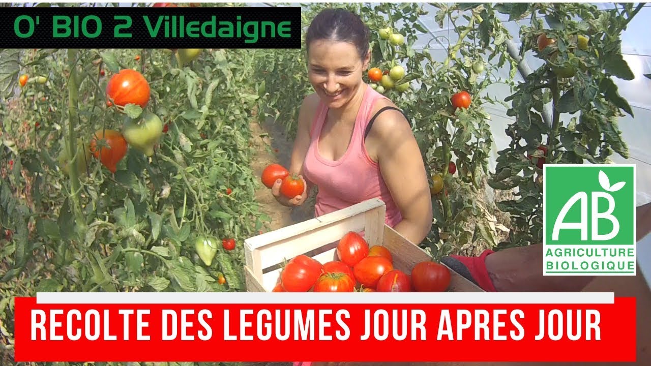 la récolte des légumes bio, notre quotidien (melon, tomate, oignons) juillet 2019