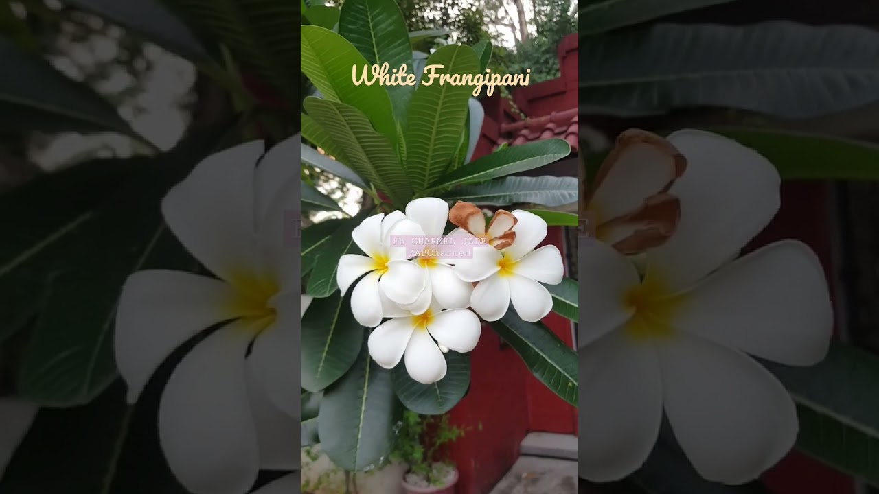 #kalachuchi