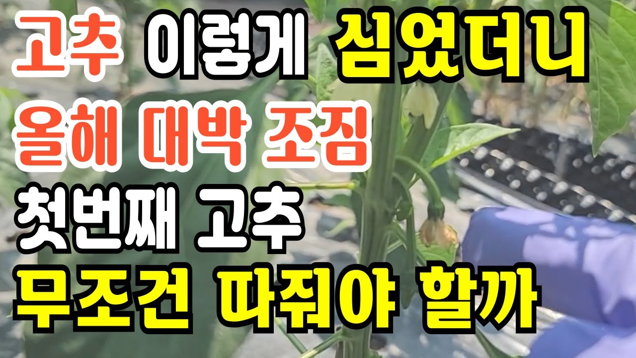 고추곁순제거 시기와 방법 고추순치기 방법 고추 곁가지제거 하기 고추1차 추비시기와 방법 고추 추비는 어떤 비료를