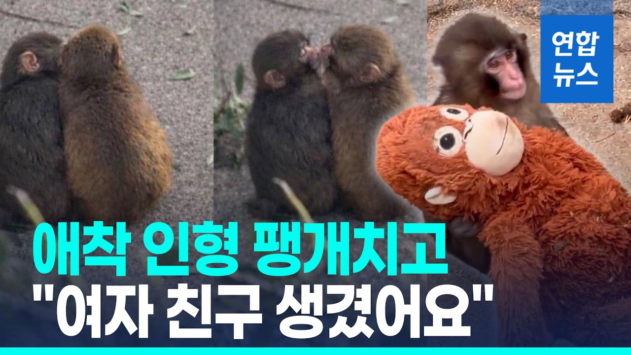 인형 어미 찾던 왕따 원숭이 '펀치', 이젠 여친과 데이트 / 연합뉴스 (Yonhapnews)