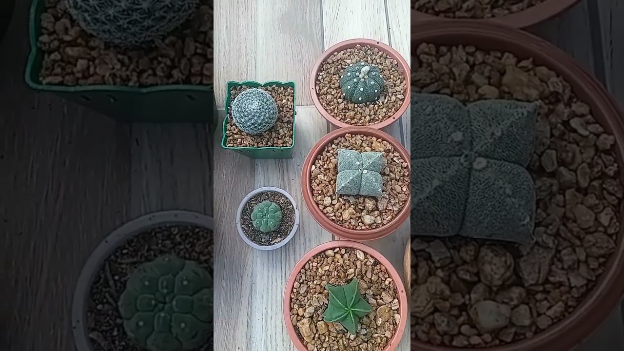novos beb&ecirc;s para a cole&ccedil;&atilde;o 🥰😍🌵#cole&ccedil;&atilde;o #cactos #cactoslindos #jardin #amoplantas #amocactos