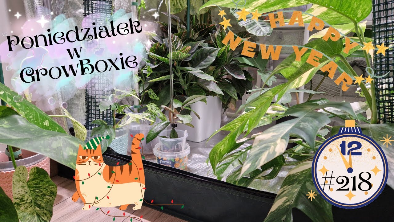 Poniedziałek w GrowBoxie #218 I po świętach ehh