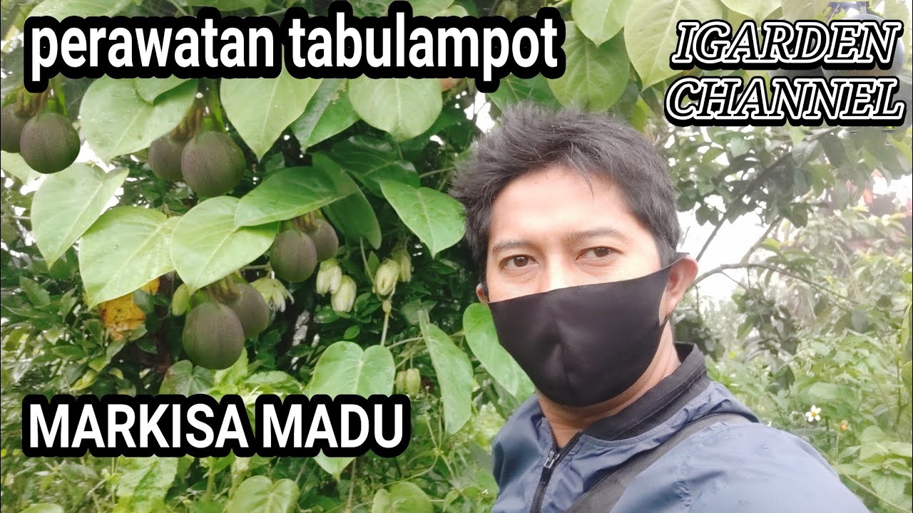 perawatan markisa madu dalam pot ( tabulampot ) agar cepat berbuah lebat dan  subur