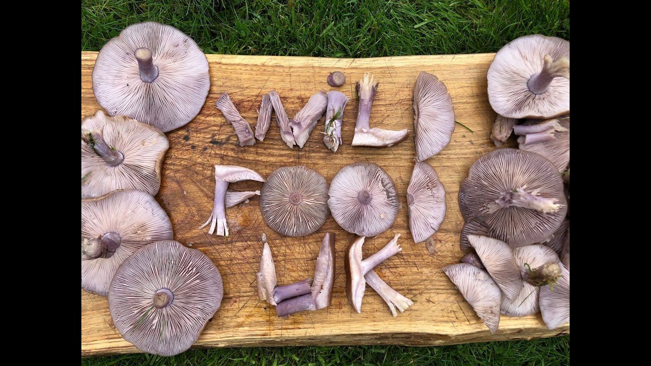 December Mushroom Foraging 2022